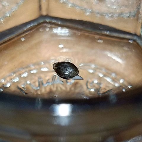 Moby Dick growlog photo: 23 hrs later💚