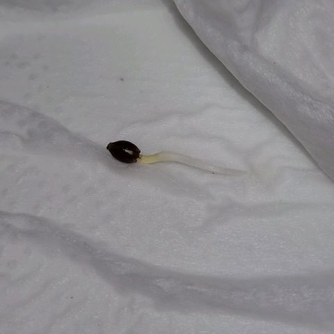 Moby Dick growlog photo: After about 15hrs later from paper towel method Seed has perfectly germinated and ready to plant.