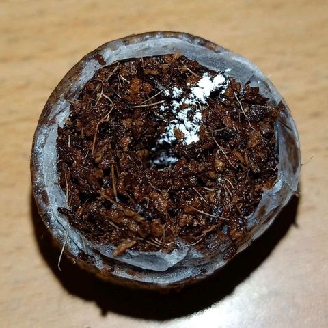 Moby Dick growlog photo: After about 15hrs later from paper towel method Seed has perfectly germinated and ready to plant.