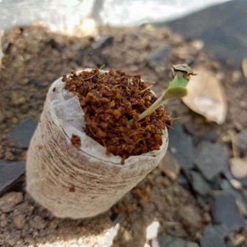 Moby Dick growlog timeline photo