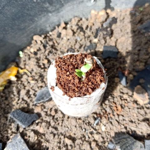 Moby Dick growlog timeline photo