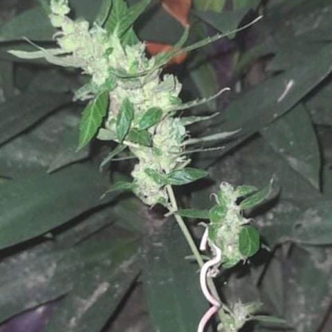 Moby Dick growlog timeline photo