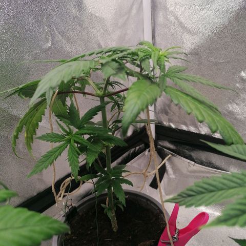 DaAlien growlog timeline photo