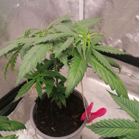 DaAlien growlog timeline photo