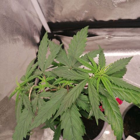 DaAlien growlog timeline photo