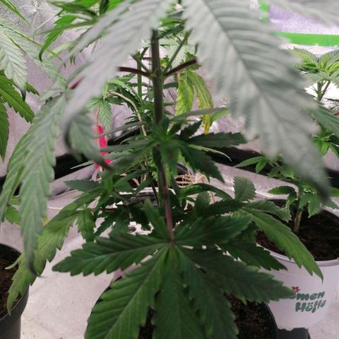 Black Cherries growlog timeline photo