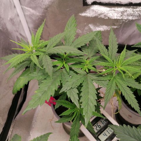 DaAlien growlog timeline photo