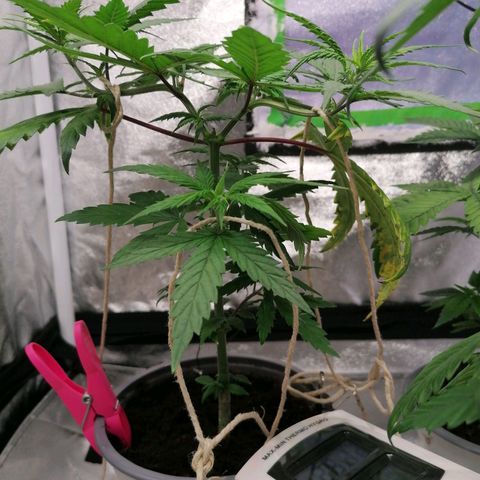 DaAlien growlog timeline photo