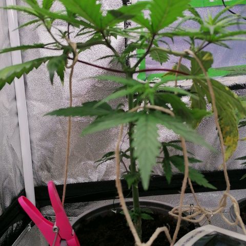DaAlien growlog timeline photo