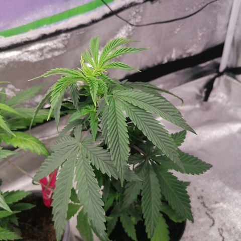 Black Cherries growlog timeline photo