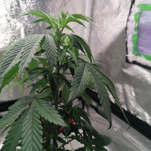 Black Cherries growlog timeline photo