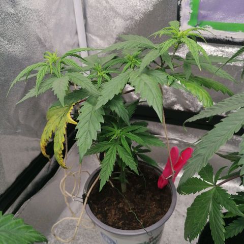 DaAlien growlog timeline photo