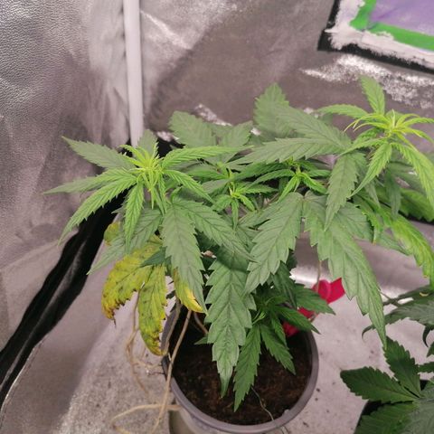 DaAlien growlog timeline photo