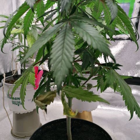Black Cherries growlog timeline photo