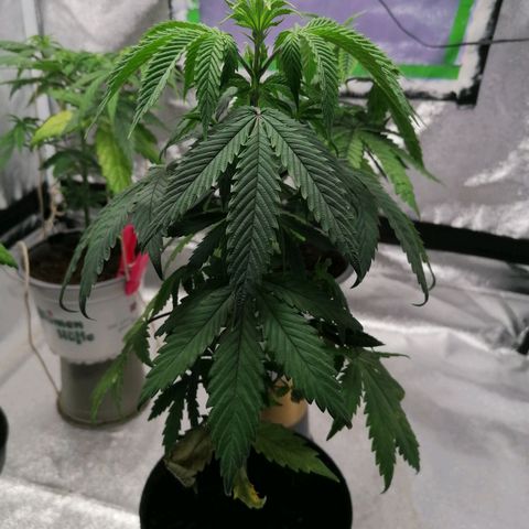 Black Cherries growlog timeline photo