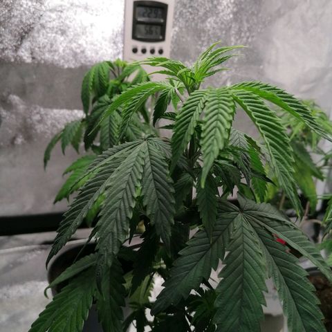 Black Cherries growlog timeline photo