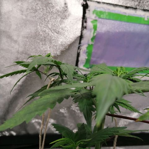 DaAlien growlog timeline photo
