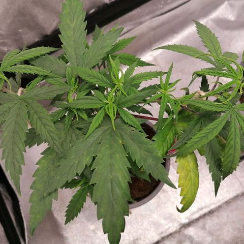 DaAlien growlog timeline photo