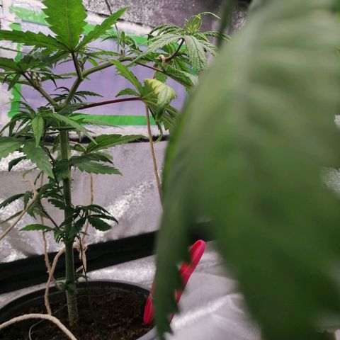 DaAlien growlog timeline photo