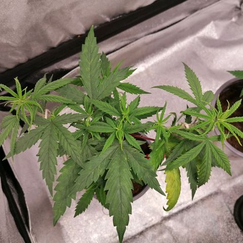 DaAlien growlog timeline photo