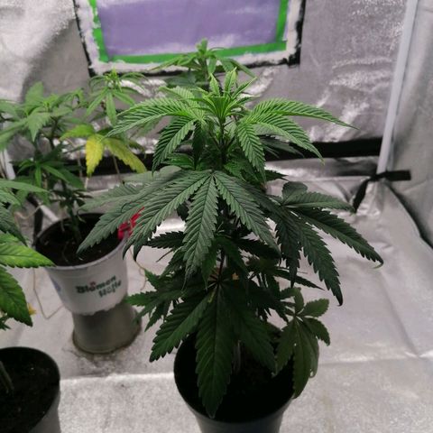 Black Cherries growlog timeline photo