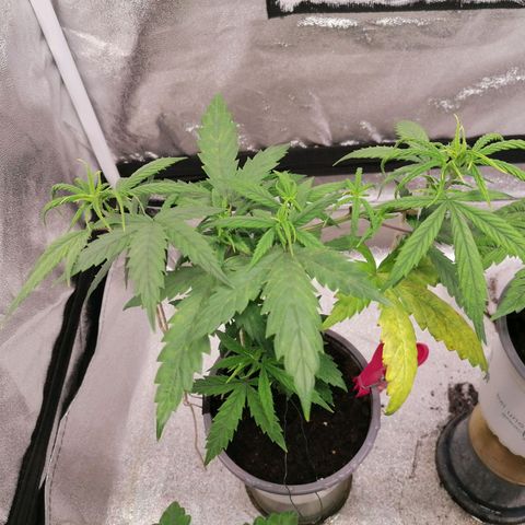 DaAlien growlog timeline photo