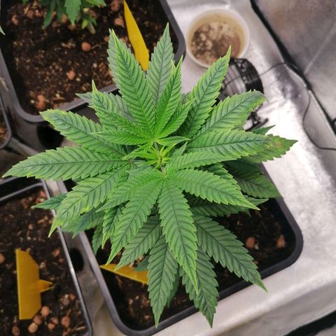 Black Cherries growlog timeline photo