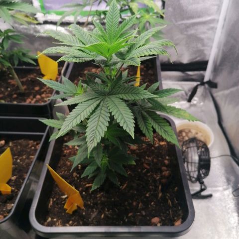 Black Cherries growlog timeline photo