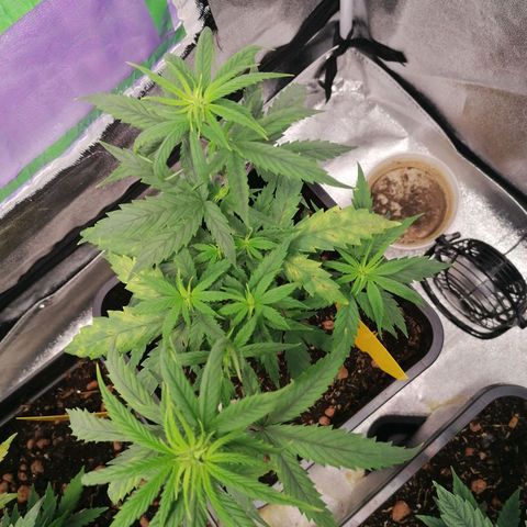 DaAlien growlog timeline photo
