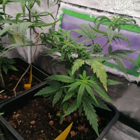 DaAlien growlog timeline photo