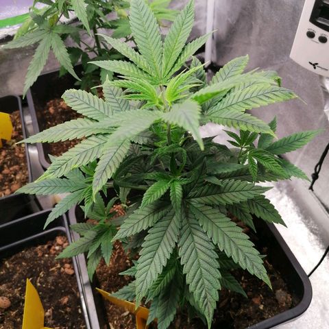 Black Cherries growlog timeline photo