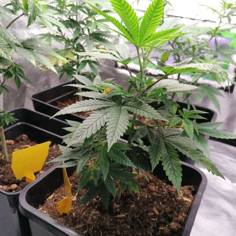 Black Cherries growlog timeline photo