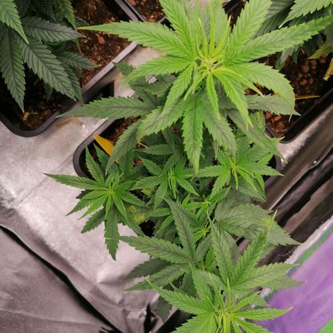 DaAlien growlog timeline photo
