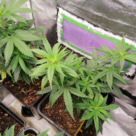 DaAlien growlog timeline photo