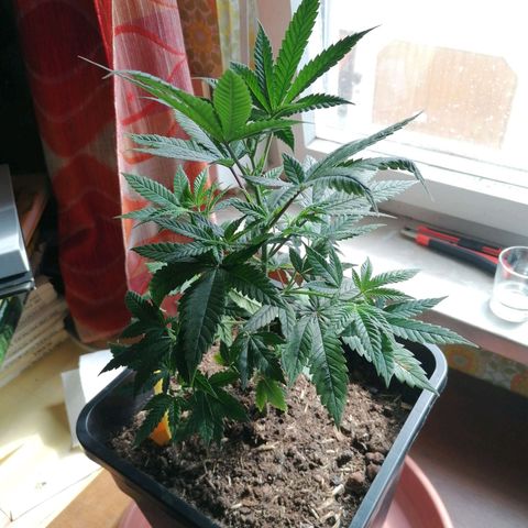 Black Cherries growlog timeline photo