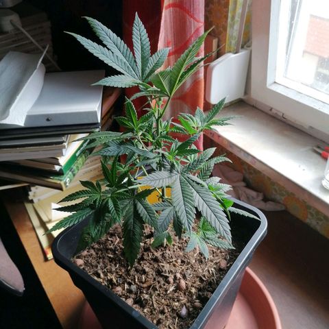 Black Cherries growlog timeline photo
