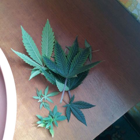 Black Cherries growlog timeline photo