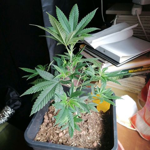 Black Cherries growlog timeline photo