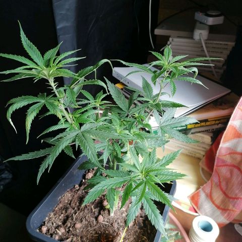 DaAlien growlog timeline photo