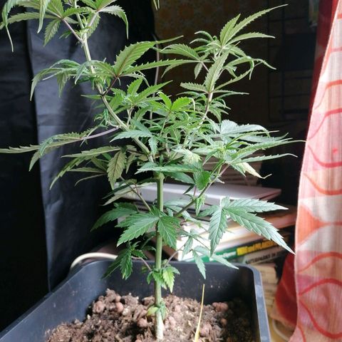 DaAlien growlog timeline photo
