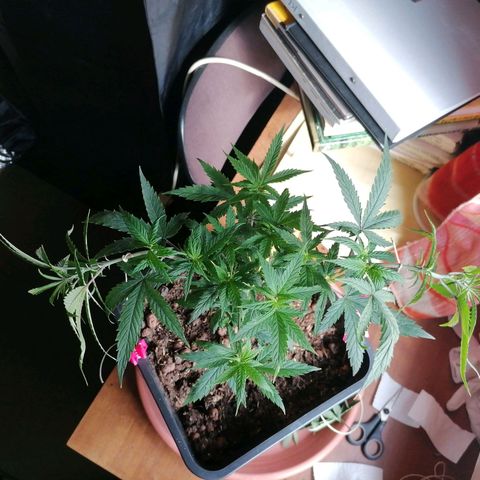 DaAlien growlog timeline photo