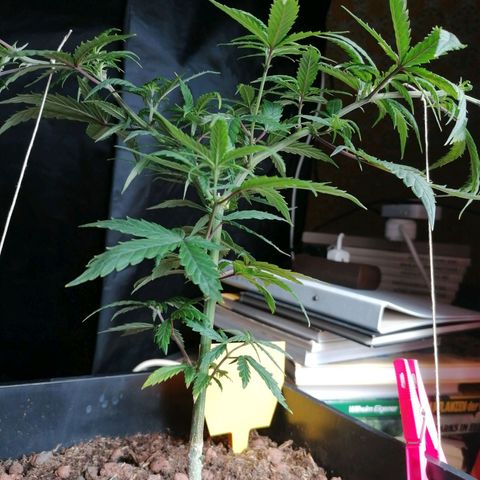 DaAlien growlog timeline photo