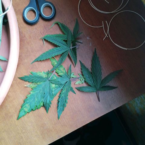 DaAlien growlog timeline photo