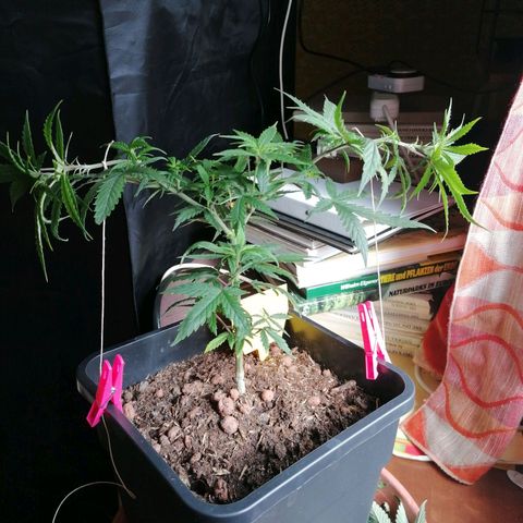 DaAlien growlog timeline photo