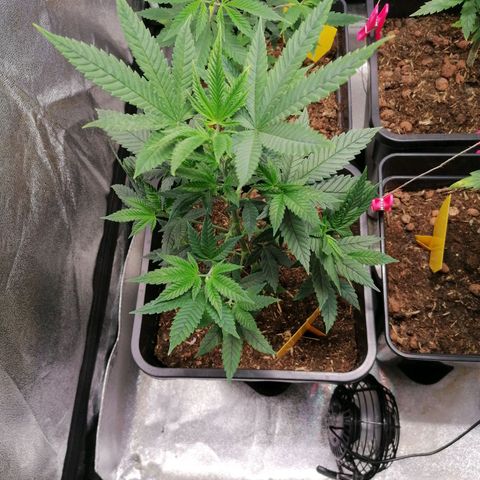 Black Cherries growlog timeline photo