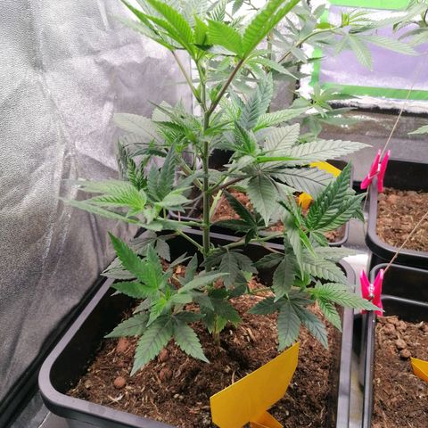 Black Cherries growlog timeline photo