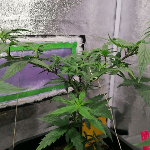 DaAlien growlog timeline photo
