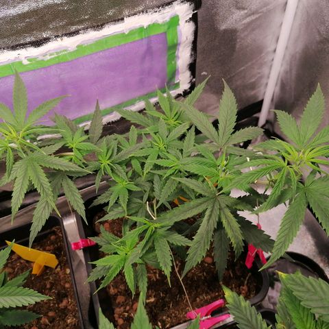 DaAlien growlog timeline photo