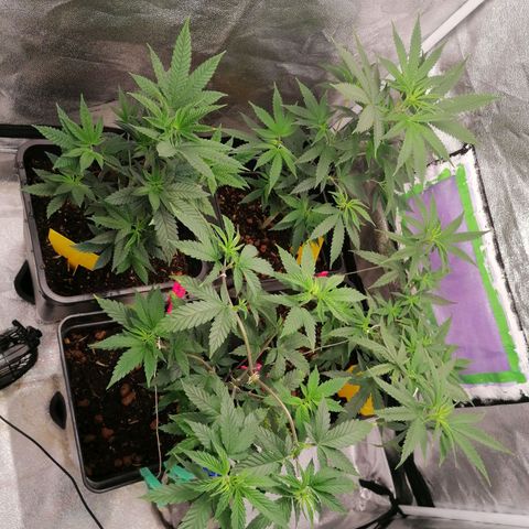 DaAlien growlog timeline photo