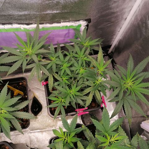DaAlien growlog timeline photo